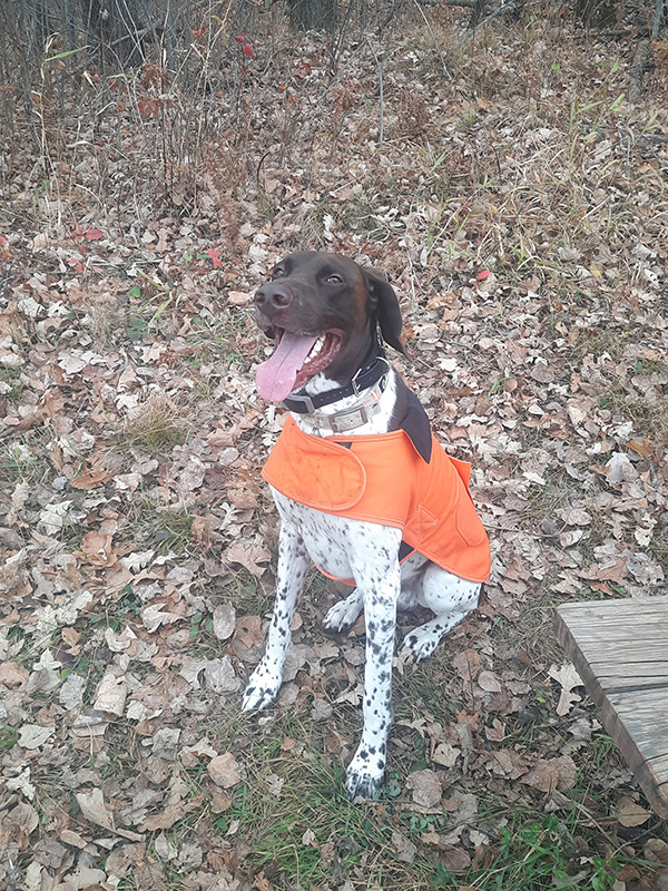 bird-hunting-dog-in-orange-vest bird-hunting-dog-in-orange-vest